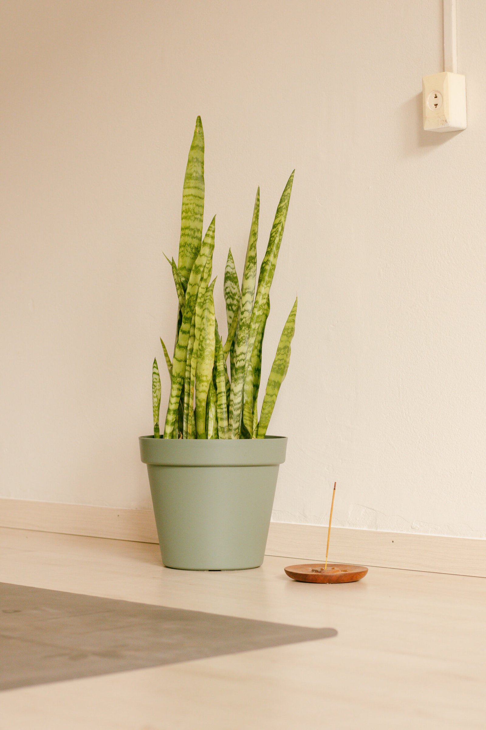 Canto zen do estúdio Become em Cianorte, com uma planta espada-de-são-jorge e um incenso aceso ao lado de um tapete de yoga no chão de madeira.