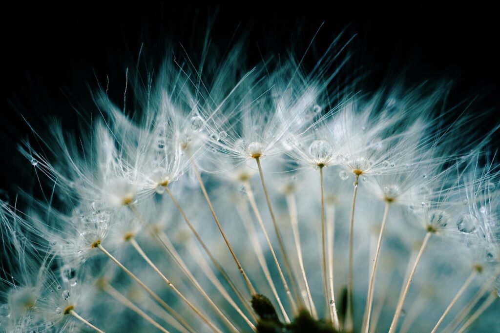 dandelion, flower, waterdrop, beautiful flowers, flower background, raindrop, nature, blow, wish you, wish, drops, flying, flower wallpaper, fluffy, seeds, dewdrop